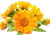 calendula for psoriasis