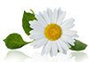 chamomile for psoriasis