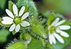 chickweed for psoriasis
