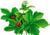 goldenseal for psoriasis 