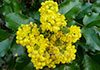 mahonia for psoriasis