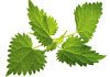nettle for new psoriasis treatment