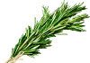 rosemary for psoriasis as a great over the counter psoriasis treatment