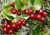 sarsaparilla for treatment of psoriasis